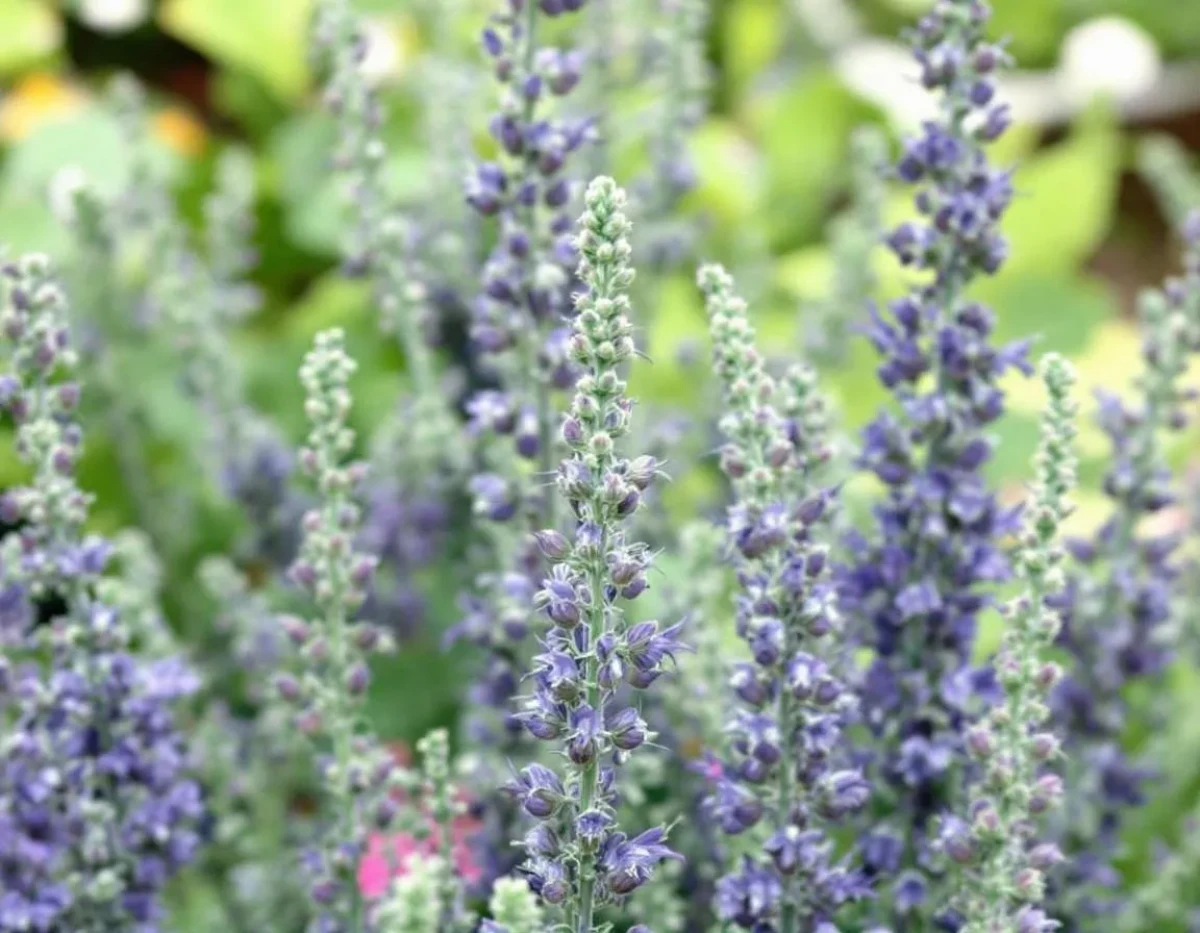 Les Secrets des Jardins Luxuriants : Un Mix de Graines pour un Potager Auto-Fertile et Attractif pour les Pollinisateurs